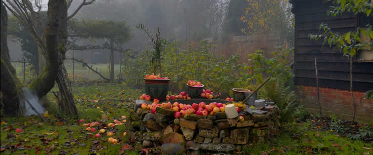 jardin en novembre